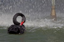 Cisne negro y fuente