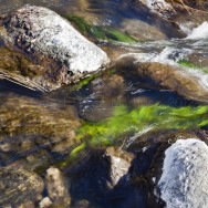 Algas en el río de la Aceña