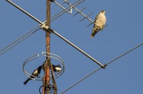 Un halcón peregrino y dos urracas