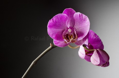 Orquídeas 2