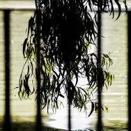 Rama de eucalipto sobre un estanque