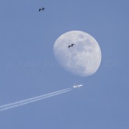 Dos gaviotas, una luna y un avión