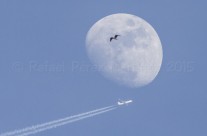 Dos gaviotas, una luna y un avión